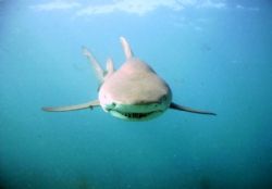 Lemon Shark, using SeaLife DC500 pro set w/ wide angle lens. by Eric Cullen 